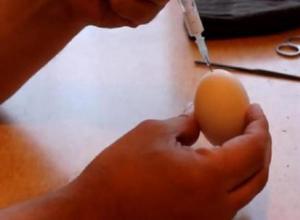 Как создать гомункула из куриного яйца в домашних условиях Существа выращенные из куриных яиц