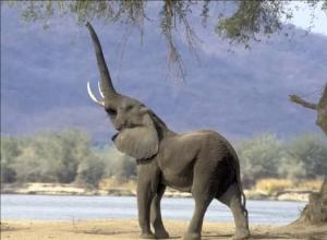 Интересные факты о слонах Краткие факты о слонах